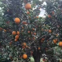 金堂脐橙味道巴适有需要的老板随时联系我