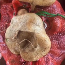 凉薯食堂货工厂货大量有量大的来自对接