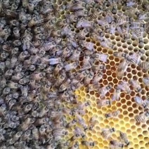 土蜂蜜