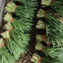 欢迎采购韭菜