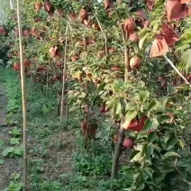 自家种植雪梨