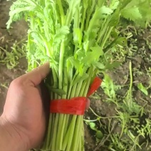 优质新鲜茼蒿菜