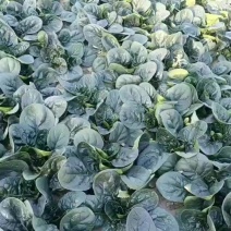 大棚精品趴地菠菜