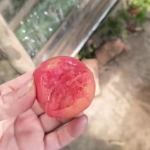 西红柿