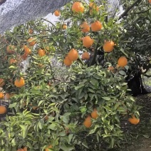 金堂脐橙
