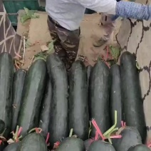 广西黑皮吊冬瓜，瓜形好无病无伤无黑心，质量上乘，全国可发