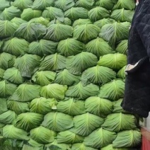 富士春扁包菜大量上市欢迎老板联系