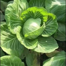 大包菜上市