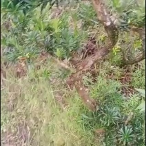 拿弯，童子功罗汉松
