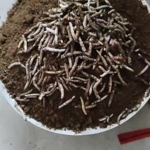 ***虫草原产地直发长期有货健康之选