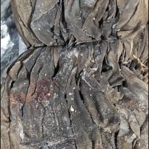 长刀牛百叶纯干，不掉毛，有售后