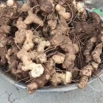 野生老虎姜，学名黄精