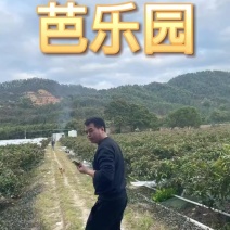 台湾珍珠芭乐