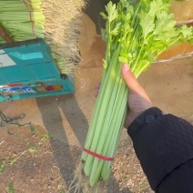 好货推荐精品香芹一手货源全国发货可视频看货