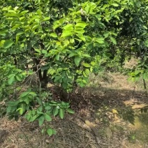 无籽青柠檬