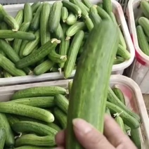 四川威远燕青黄瓜上市量大从优诚信经营欢迎订购洽谈。