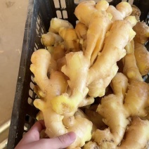 山东精品大黄姜生姜量大从优质量保证对接全国商超