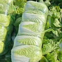 湖北黄心大白菜