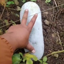 香冬瓜