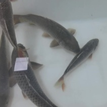 鲤鱼