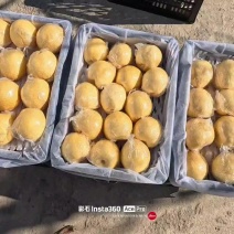河北唐山遵化市山坡雪花梨冷库大量有货，质量好，价格低