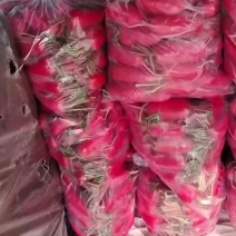 萝卜大量上市颜色好不花心.有要联系我1505492530