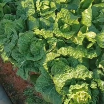 白菜