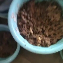 竹虫