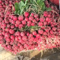 北京房山樱桃萝卜