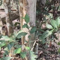 弯弓古树