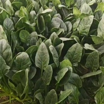 菠菜，大叶菠菜