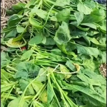 菠菜