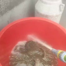 野生放养鱼