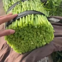 博白空心菜漂亮货