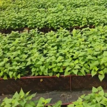 济薯26试管脱毒扩繁种苗