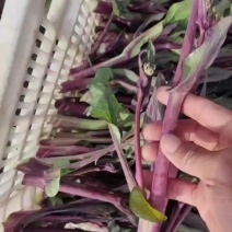 红菜苔