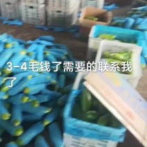 绿皮西葫芦