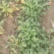 鲜麦蒿自家种植