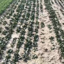河南趴地菠菜