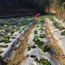 龙须菜