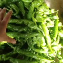 陇椒大量上市！大量上市！产地直发！