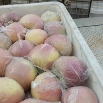 安徽省砀山，苹果，红富士苹果，冰糖心苹果，一手货源，实力