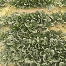 趴地菠菜