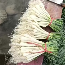 带叶藠头