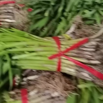 蒜苗