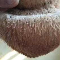 野生猴头菇