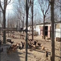 散养土鸡蛋