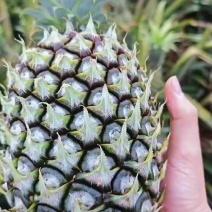 菠萝成熟了