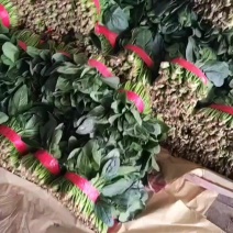 大量冷棚菠菜上市了，价格毛毛，