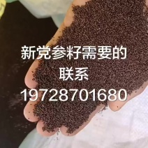 云南党参籽新党参籽